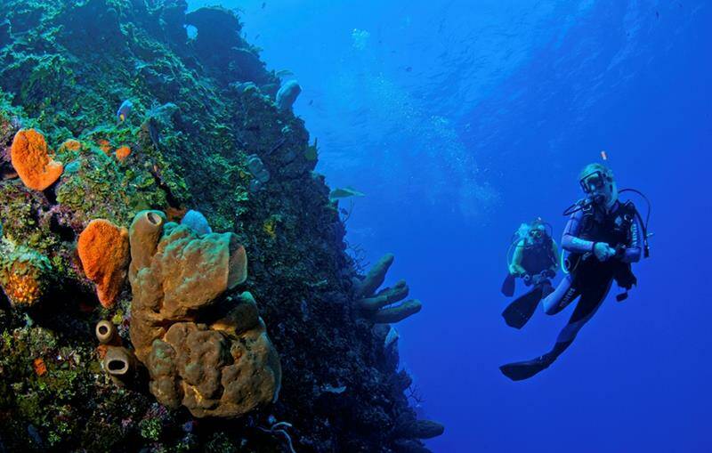 17-cayman-islands-scuba-diving-holiday-coral-wall-800x509-jpg.jpg