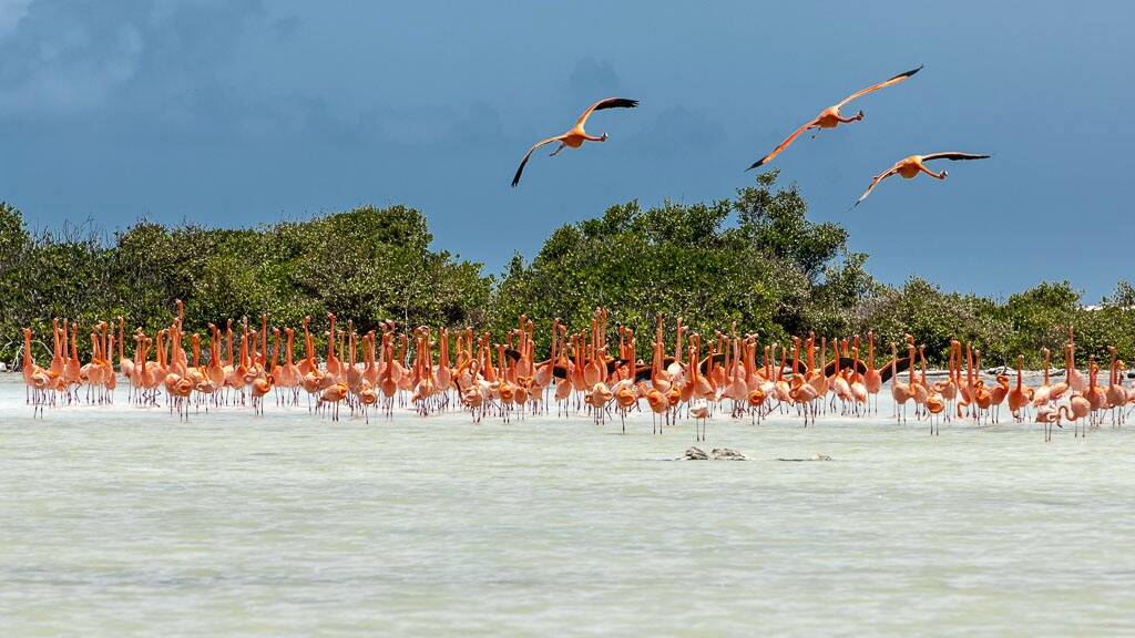 22-bonaire-caribbean-windsurf-centre-holiday-flamingos-jpg.jpg