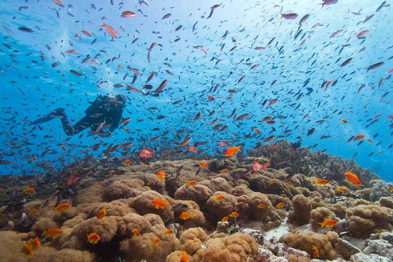 15-zanzibar-scuba-diving-holiday-paje-coral-reef-fish-800x533-jpg.jpg