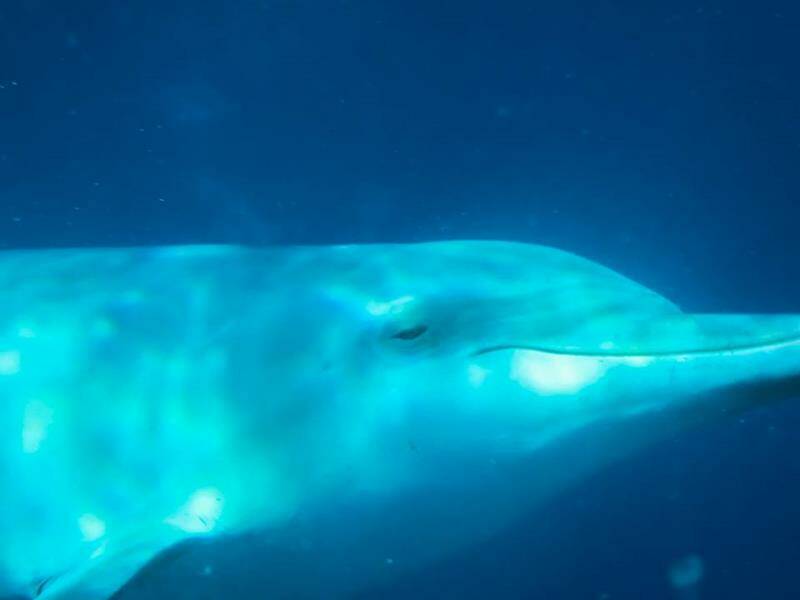 18-zanzibar-scuba-diving-holiday-paje-dolphin-close-800x600-jpg.jpg