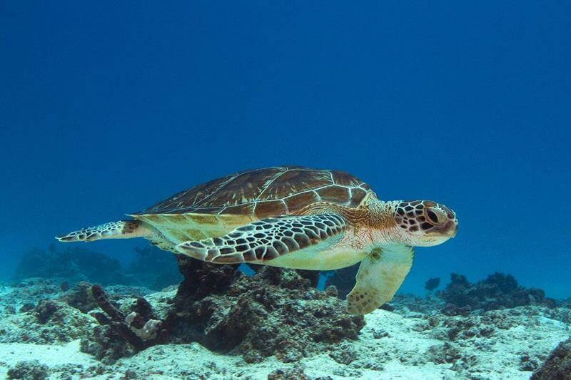 4-zanzibar-scuba-diving-holiday-turtle-800x533-jpg.jpg
